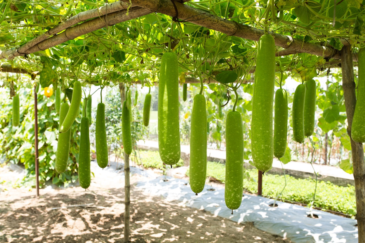Long Bottle Gourd Stars Seeds F1