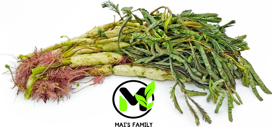 Water Mimosa Seeds, Hạt Rau Nhút, Neptunia oleracea – Mai's Family