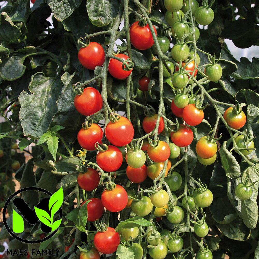super sauce tomato plants Supersweet 100 Cherry Hybrid Tomato F1 500 Seeds / Pelleted