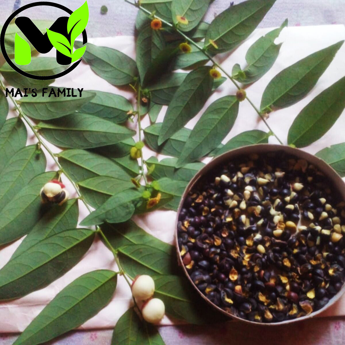 plant gooseberry seeds 200 Star Gooseberry Leaves Plant Seeds, Rau Bo Ngot by Mai's Family
