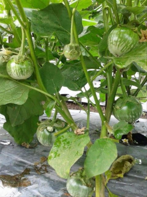 thai eggplant plant Green Thai Eggplant Seeds | Heirloom, Non-GMO