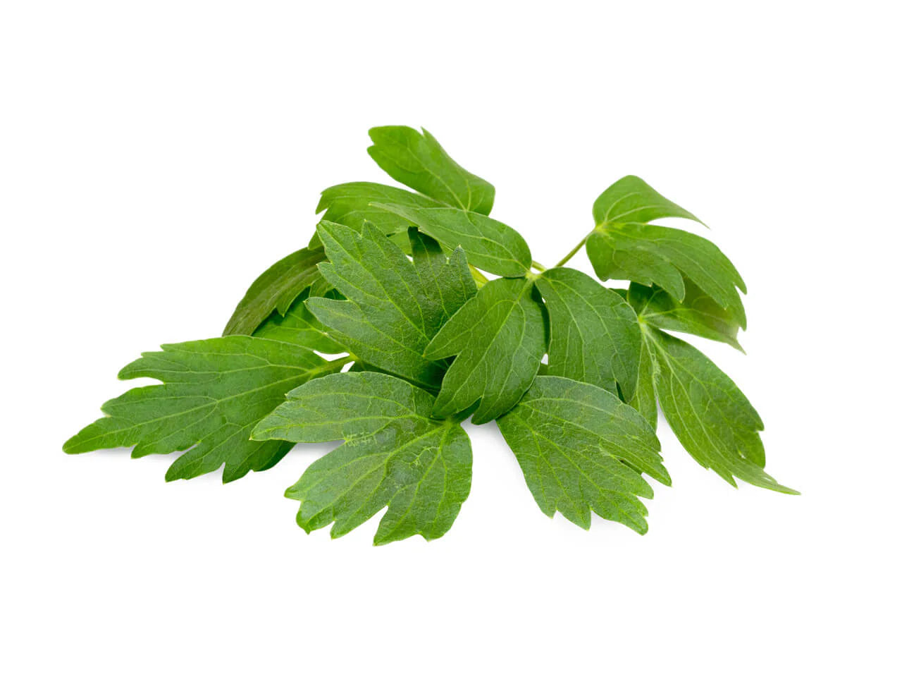 maggi plant seeds Lovage Seeds, Herb, non-GMO, heirloom by Mai's Family