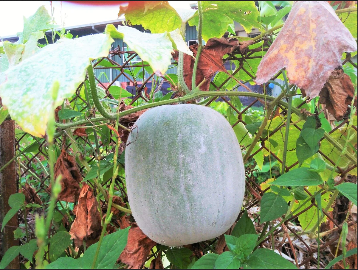 Giant Wax Gourd Seeds Winter Melon Benincasa hispida Heirloom Non-GMO  30-35lb