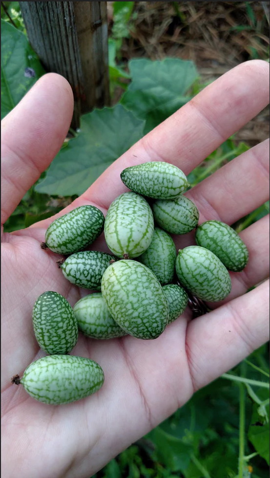 Mexican Sour Gherkin Cucumber Seeds - Melothria scabra - Mouse Melon