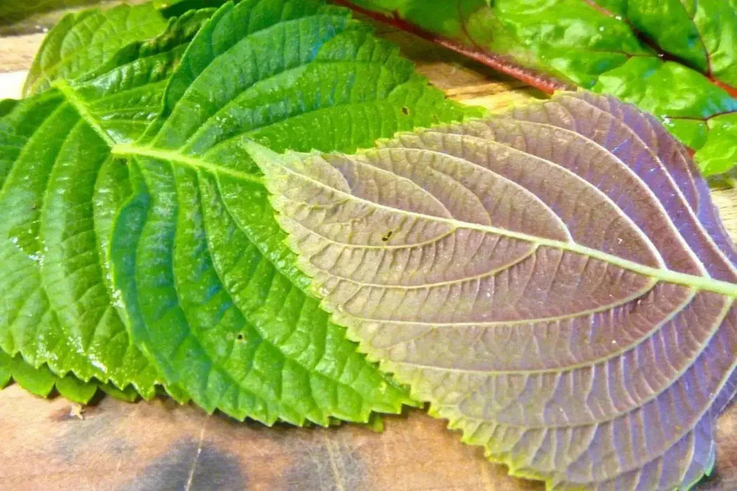 korean garden seeds Korean Shiso Herb Seeds (Perilla) – 70 Days – Warm Season Annual – Mai's  Family