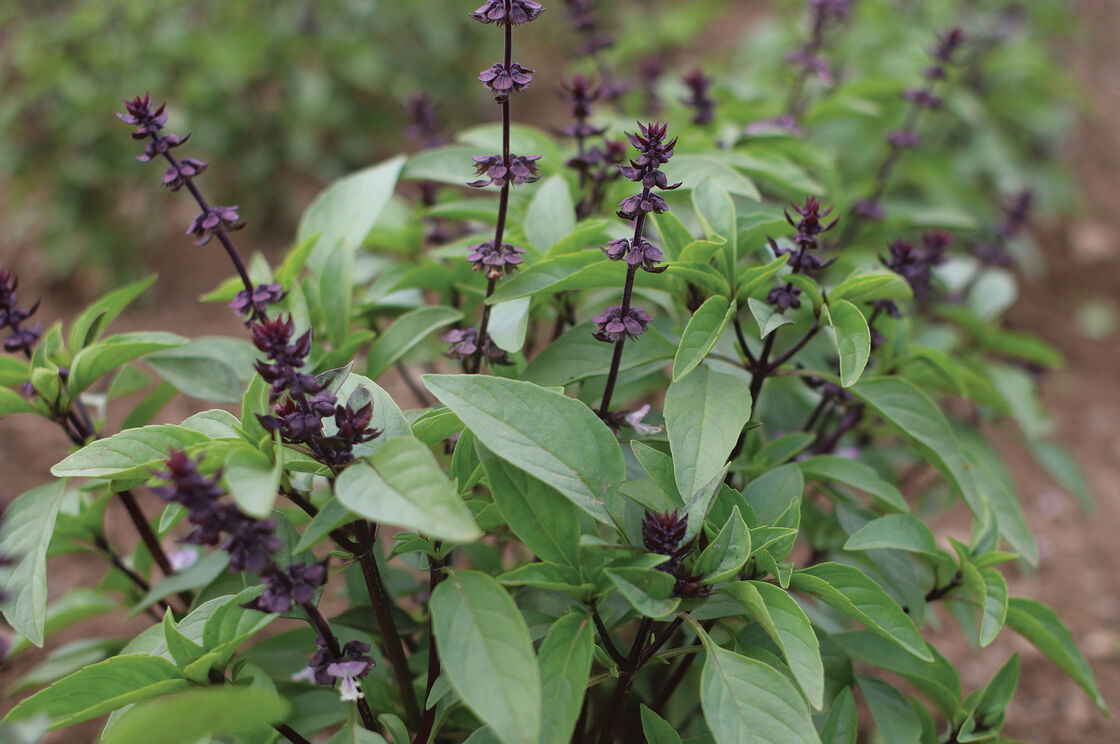 Basil Seeds Thai Sweet Large Leaf H ng Qu Khmer Chi neang Voang Jiu Ceng Ta