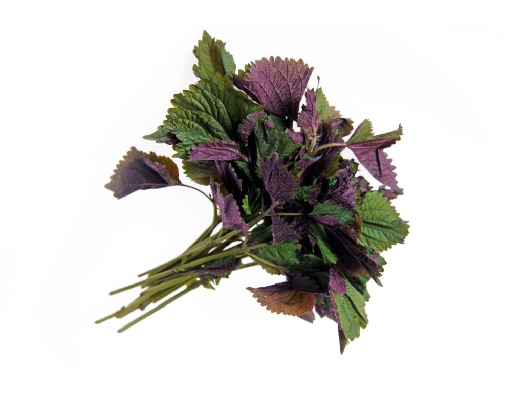 tia plants Vietnam Shiso Seeds (Tía Tô) | Heirloom, Non-GMO