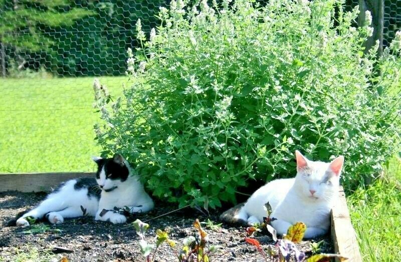 planting catnip seeds Catnip Seeds Non-GMO