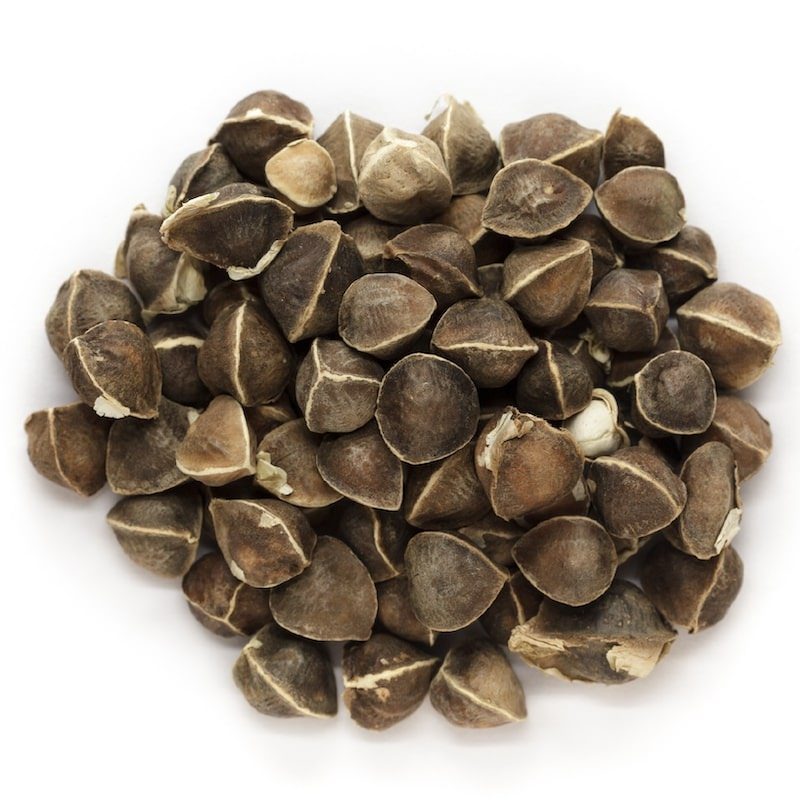 Organic Moringa Oleifera Drumstick Seeds Non-GMO (Chùm Ngây)