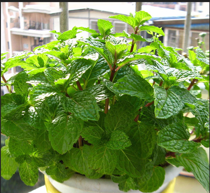 Spearmint Seeds (Hng Li)  Mai's Family