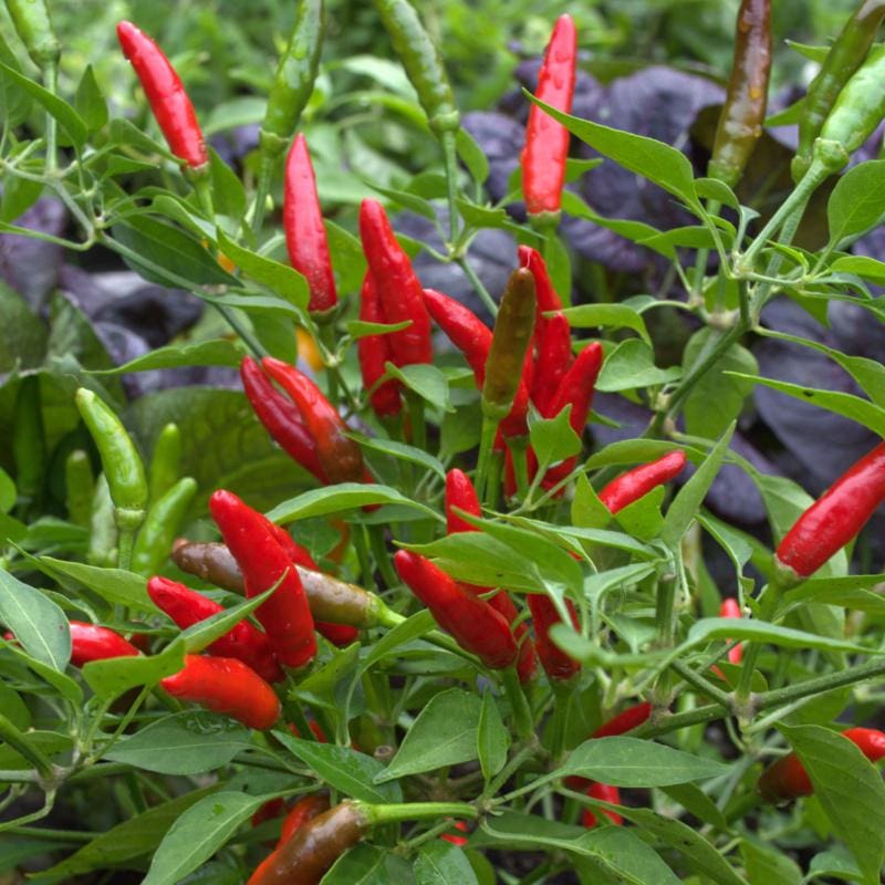 Thai Bird's Eye Organic Hot Pepper