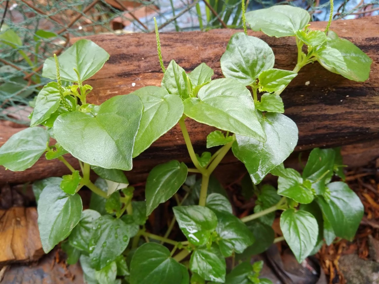 curare plant seeds Peperomia pellucida Seeds (Rau Càng Cua