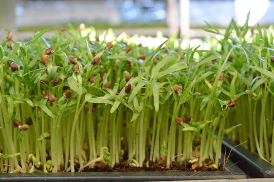 How to grow and take care Water Spinach seeds?