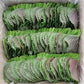 Korean Shiso Herb Seeds (Perilla) – 70 Days – Warm Season Annual