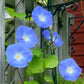 Heavenly Blue Morning Glory Seeds – Non-GMO Annual Climbing Vine