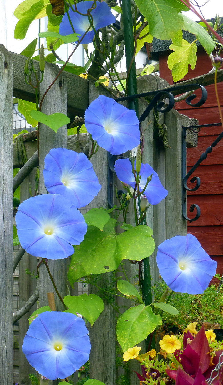 Heavenly Blue Morning Glory Seeds – Non-GMO Annual Climbing Vine