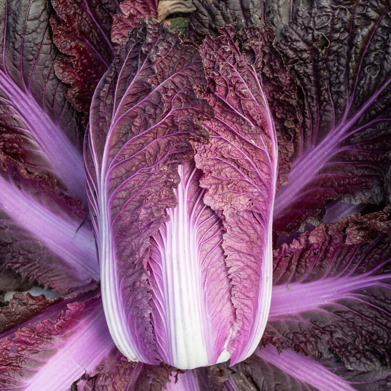 Merlot Red Dragon Chinese Cabbage Hybrid (F1) seeds - Brassica rapa