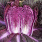 Merlot Red Dragon Chinese Cabbage Hybrid (F1) seeds - Brassica rapa