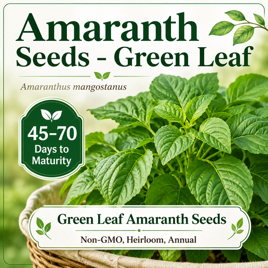 Green Amaranth Seeds (Green Leaf) – Rau Dền Xanh | Heirloom, Non-GMO | Heat-Tolerant Leafy Vegetable