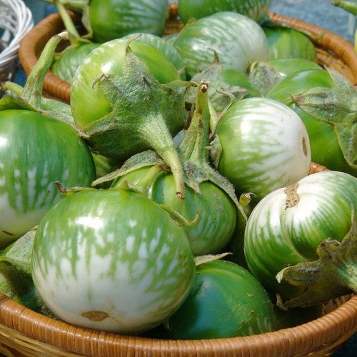 Green Thai Eggplant Seeds