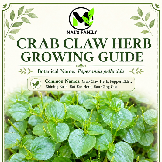 Peperomia Pellucida Seeds – Rau Cang Cua Crab Claw Tropical Edible Green