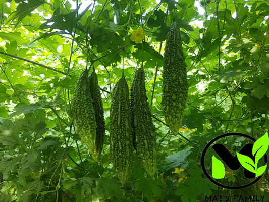 Indian Long Bitter Melon Seeds, Khổ qua rừng gai. Non-GMO Heirloom
