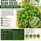 Bush Long Green Bean Seeds – Đậu Đũa Bụi Ngọt | Non-GMO Asian Vegetable