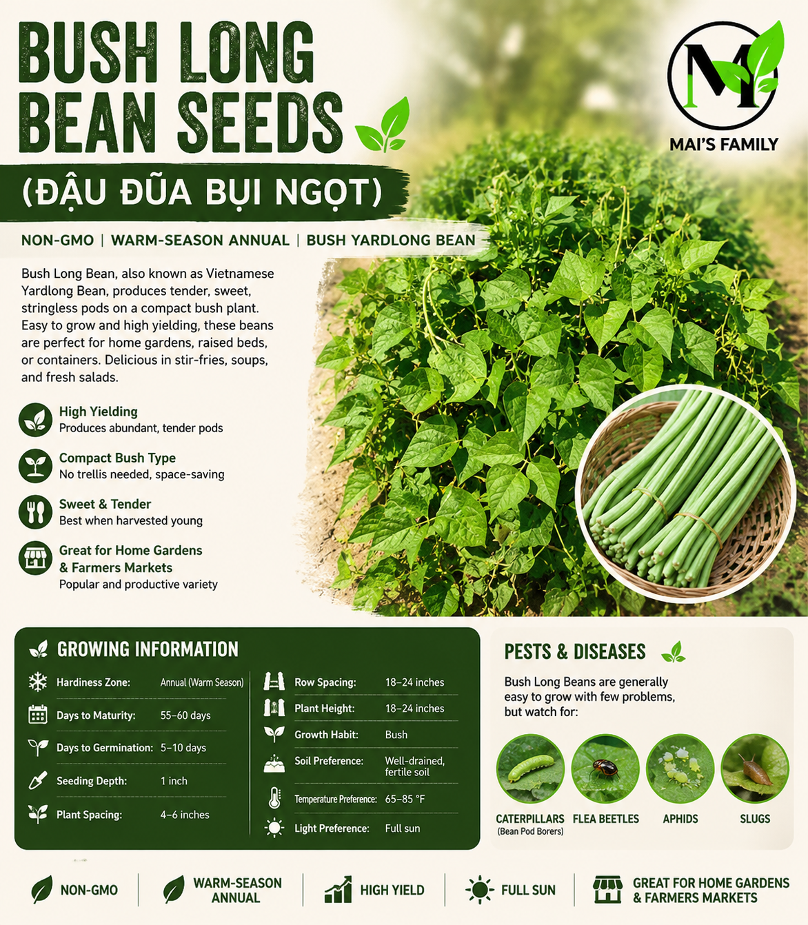 Bush Long Green Bean Seeds – Đậu Đũa Bụi Ngọt | Non-GMO Asian Vegetable