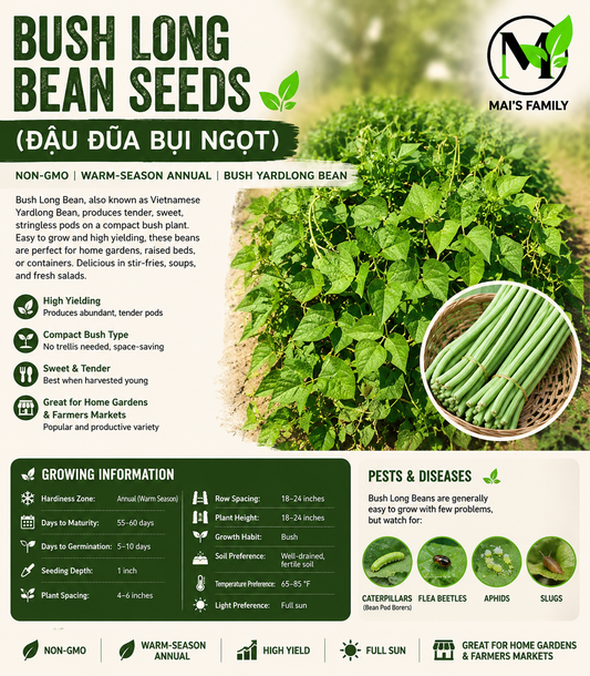 Bush Long Green Bean Seeds – Đậu Đũa Bụi Ngọt | Non-GMO Asian Vegetable
