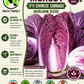 Merlot Chinese Cabbage Seeds – F1 Hybrid Dark Red Napa Cabbage
