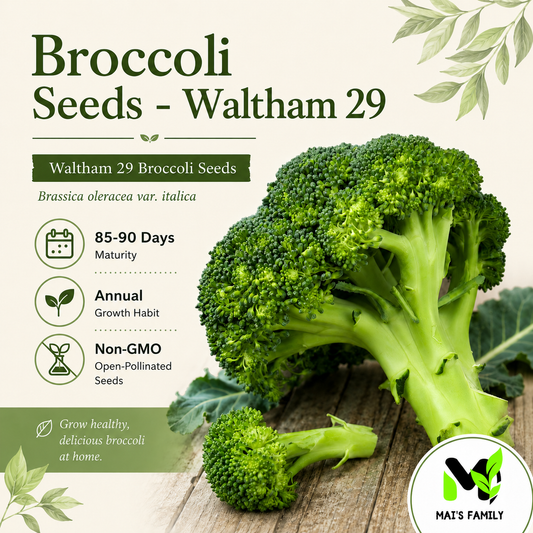 綠花椰菜種子 - Waltham 29 有機