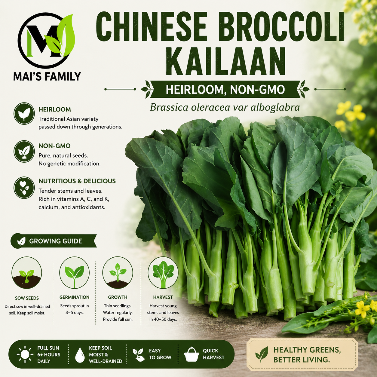 西蘭花種子 - 中國西蘭花 - Kailan (Cải Rổ, Gai Lan)