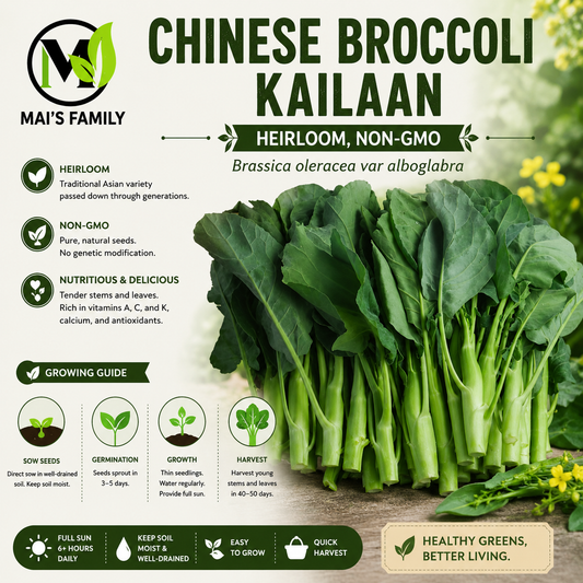 西蘭花種子 - 中國西蘭花 - Kailan (Cải Rổ, Gai Lan)