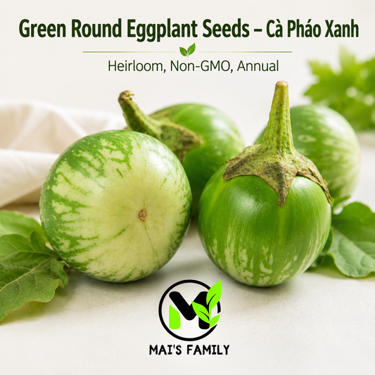 Green Round Eggplant Seeds – Cà Pháo Xanh Heirloom Non-GMO Vietnamese Eggplant