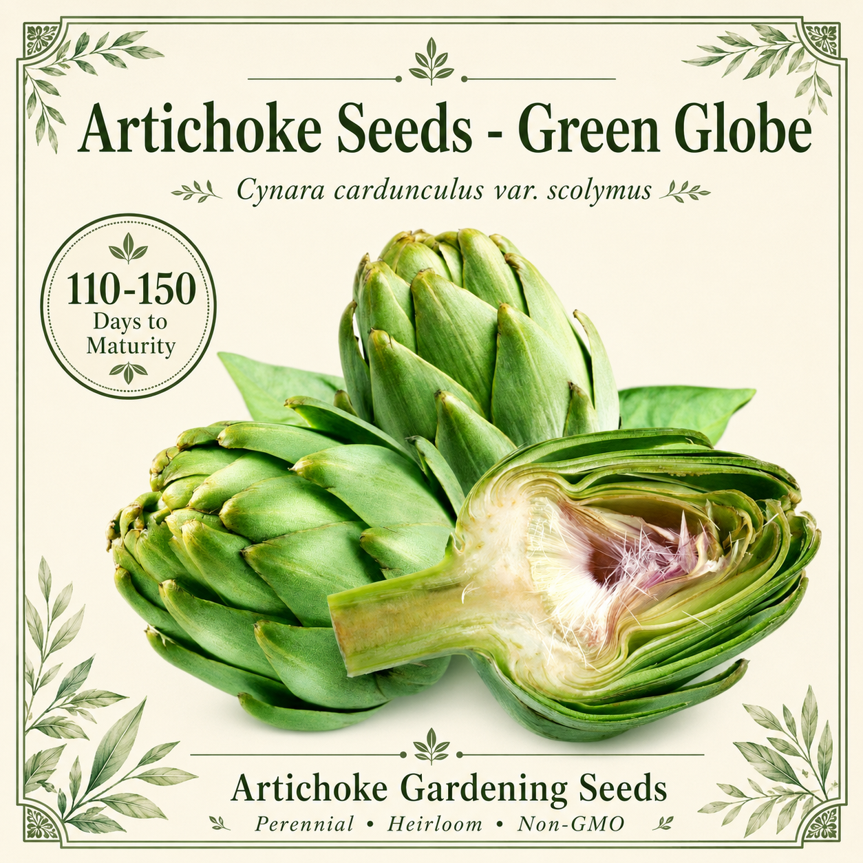 Green Globe Artichoke Seeds – Heirloom Non-GMO Perennial Vegetable Seeds