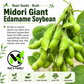 Midori Giant Edamame Soybean Seeds – Heirloom Non-GMO Open-Pollinated Bush Bean