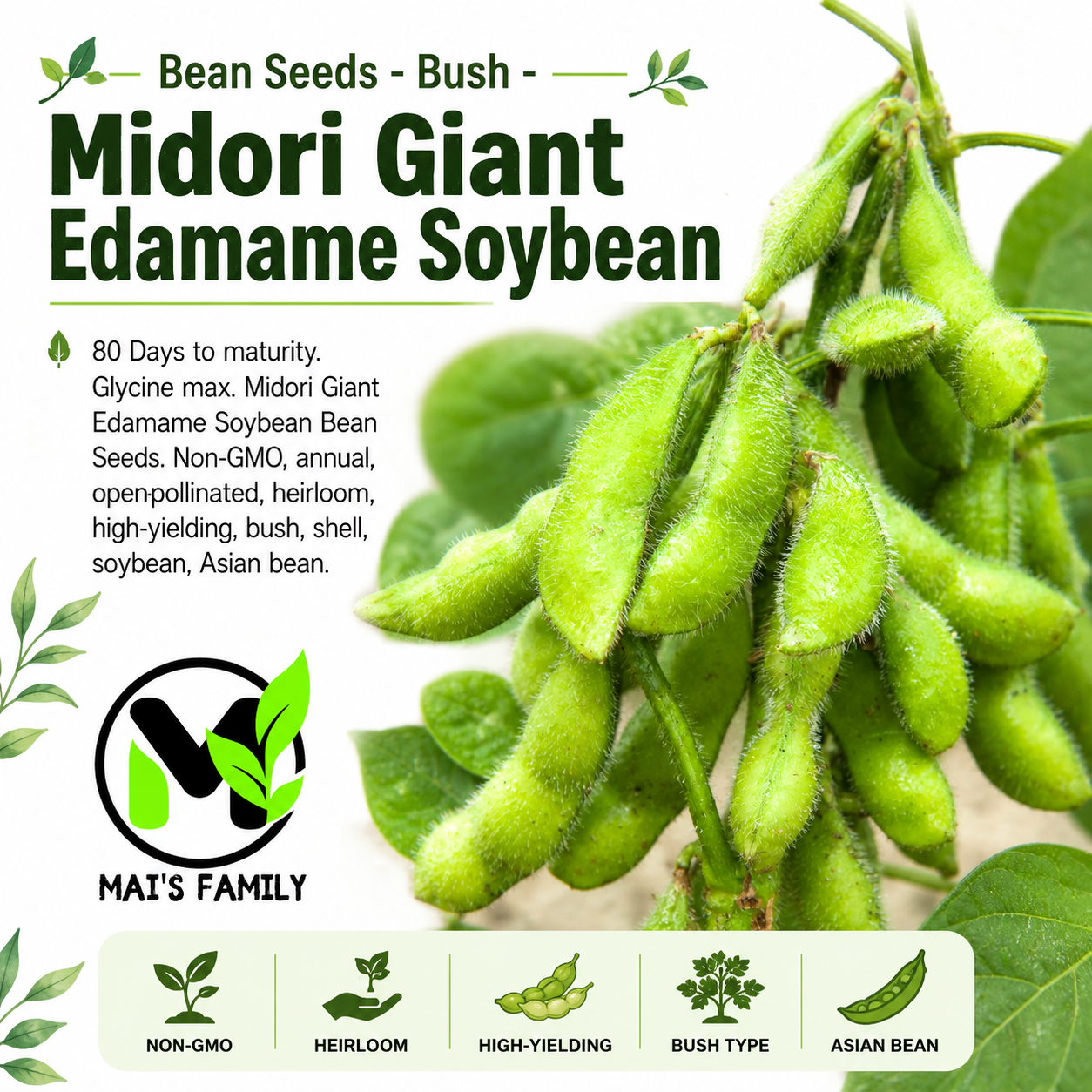 Midori Giant Edamame Soybean Seeds – Heirloom Non-GMO Open-Pollinated Bush Bean