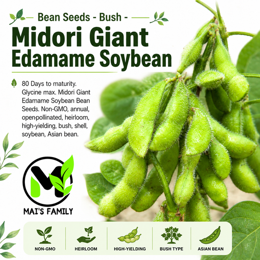Midori Giant Edamame Soybean Seeds – Heirloom Non-GMO Open-Pollinated Bush Bean