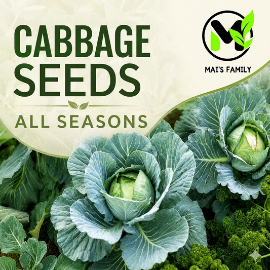 All Seasons Cabbage Seeds – Organic Heirloom Green Cabbage
