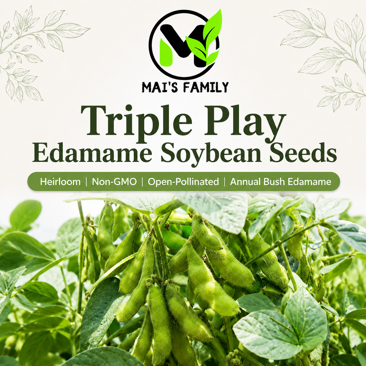 Triple Play Edamame Soybean Seeds – Heirloom Non-GMO Open-Pollinated Bush Edamame