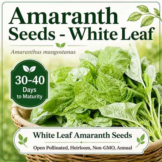 White Leaf Green Amaranth Seeds – Rau Dền Trắng Chinese Spinach, Heirloom Non-GMO