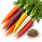 Rainbow Blend Carrot Seeds – Heirloom Non-GMO Colorful Sweet Garden Carrots