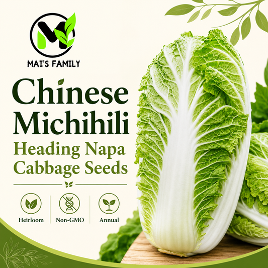 納帕 Michihili 標題種子 - 捲心菜種子 - 傳家寶 - 基因改造生物