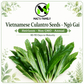 Vietnamese Culantro Seeds – Ngo Gai Eryngium foetidum Heirloom Herb