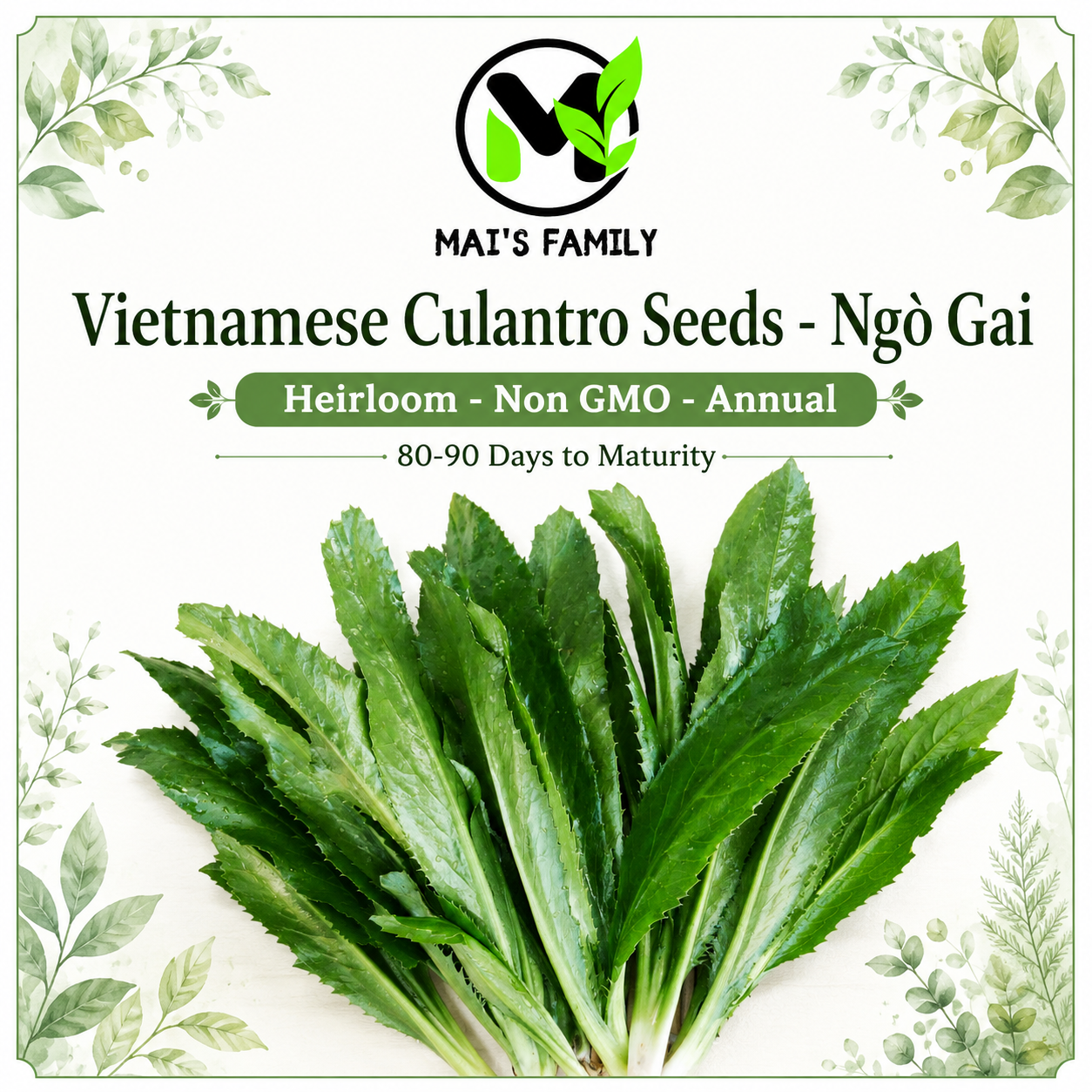 Vietnamese Culantro Seeds – Ngo Gai Eryngium foetidum Heirloom Herb