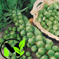 Long Island, Brussels Sprouts Seeds | NON-GMO | Heirloom