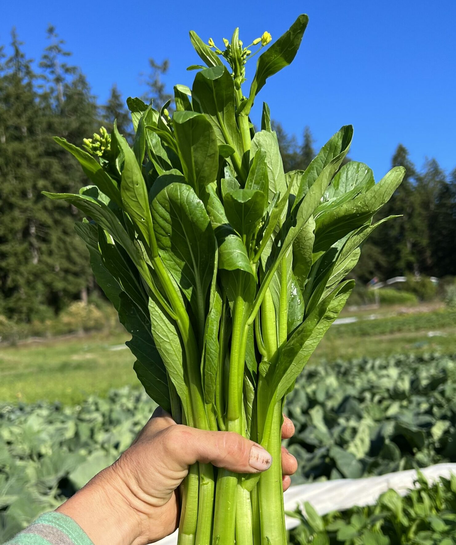 jungs garden seeds Yu Choy