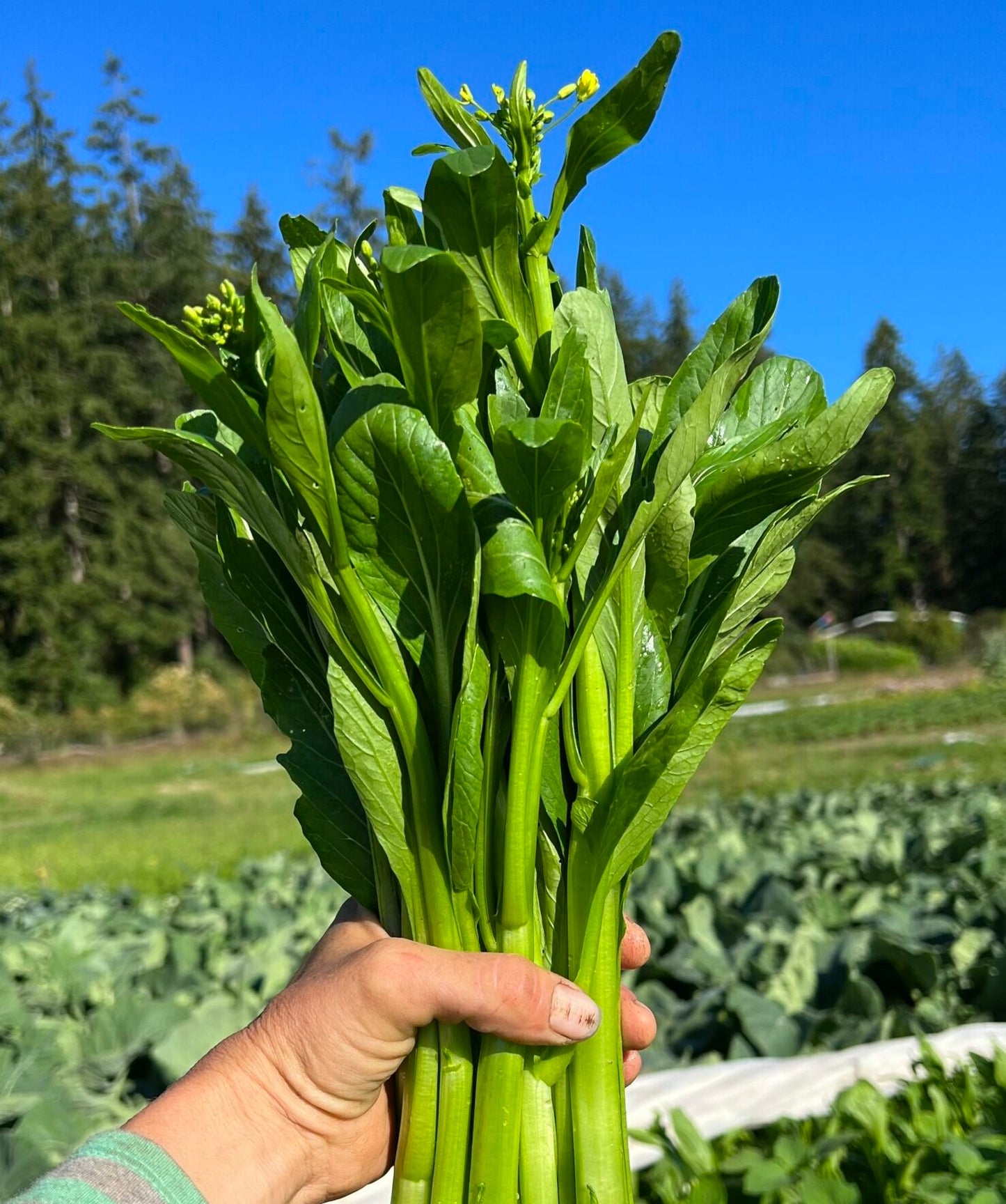 Yu Choy - Jung Green Seeds, Cải Ngọt, 傳家寶非基因改造