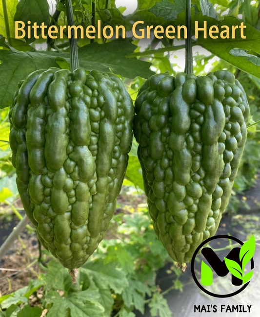 Big Heart Bitter Melon Seeds | Heart-Shaped Bitter Gourd | F1 Hybrid Non-GMO