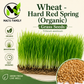Organic Hard Red Wheatgrass Seeds – Non-GMO Wheat Seeds for Cat Grass, Pet Grass, Sprouting, Microgreens & Juicing